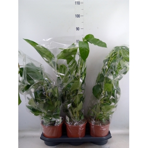 Schefflera actin. 'Amate'
