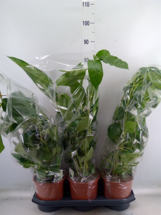 <h4>Schefflera actin. 'Amate'</h4>