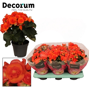 Begonia ''reina'' oranje Decorum