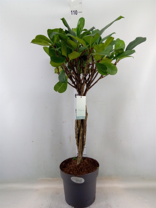 <h4>Ficus cyathistipula</h4>