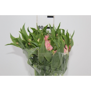 ALSTROEMERIA DUBAI 080 CM