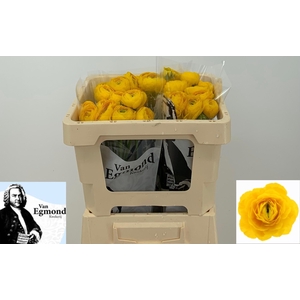 RAN EL YELLOW