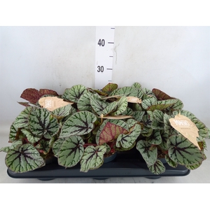 Begonia BD 'MagicColours Fedor'