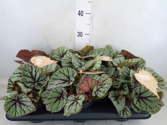 <h4>Begonia BD 'MagicColours Fedor'</h4>