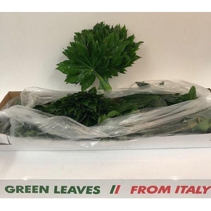 FATSIA JAPONICA BLAD