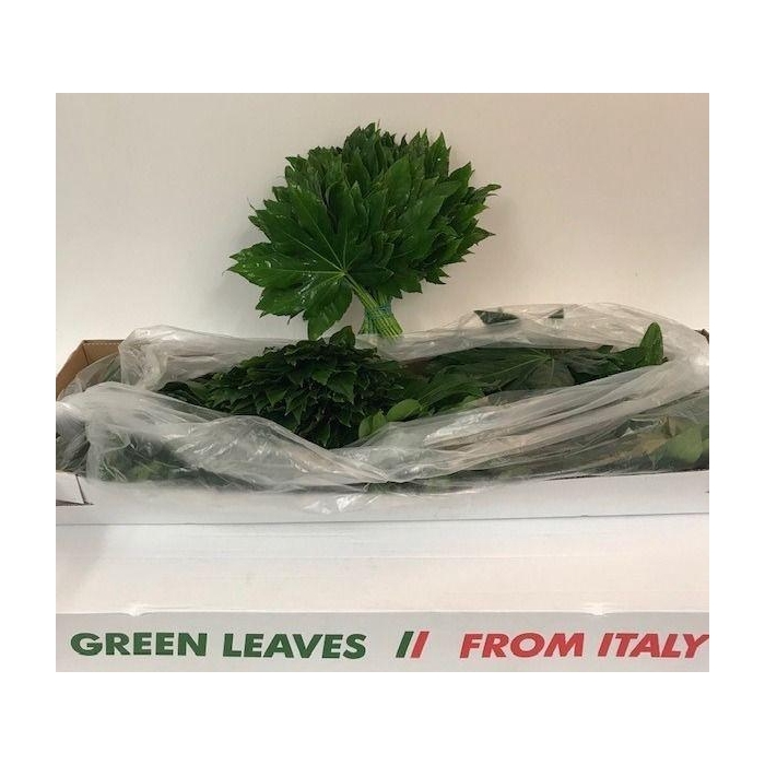 <h4>Fatsia Japonica Blad</h4>