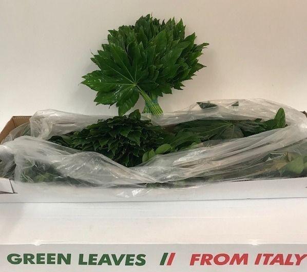 Fatsia Japonica Blad