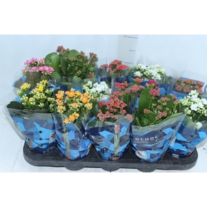 KALANCHOE DOBRADO P11