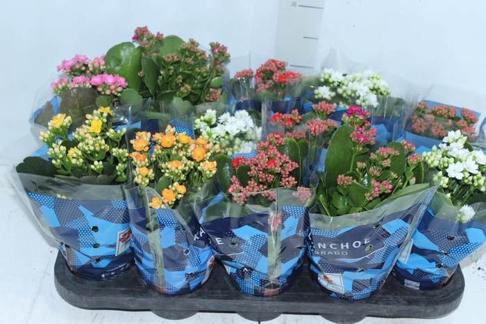 <h4>KALANCHOE DOBRADO P11</h4>