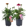 Echinacea purpurea