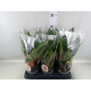 Chlorophytum orchi. 'Green Orange'