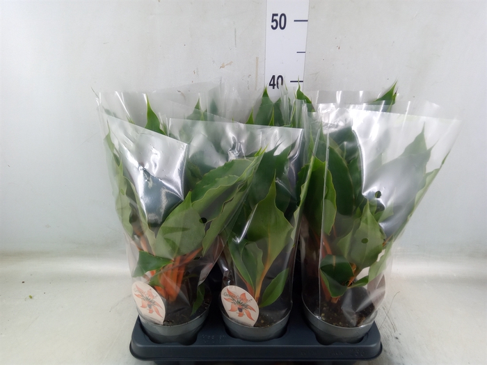<h4>Chlorophytum orchi. 'Green Orange'</h4>