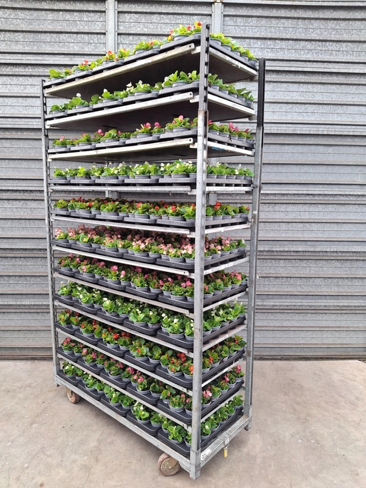 arr8 Bego Se Mixk 1 Kleur Per Tray