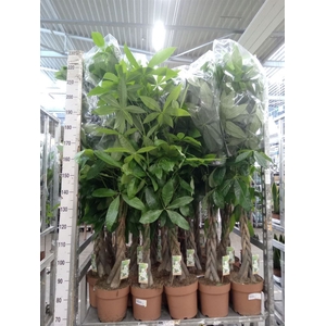 Pachira aquatica
