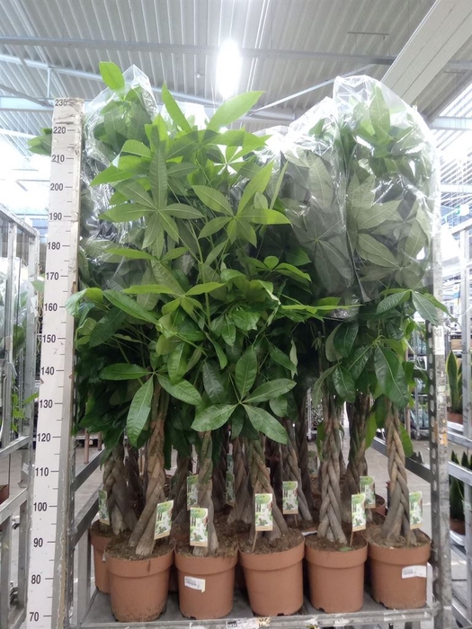 <h4>Pachira aquatica</h4>