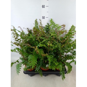 Didymochlaena truncatula