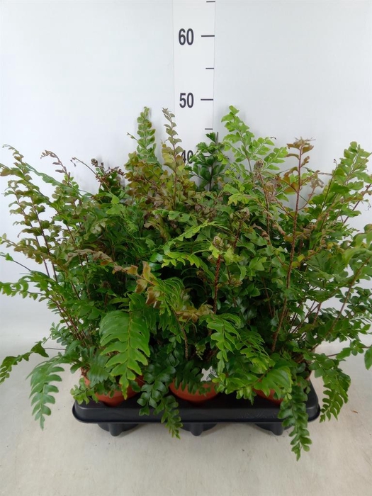 <h4>Didymochlaena truncatula</h4>