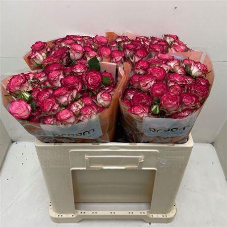 <h4>R Tr Vanessa</h4>