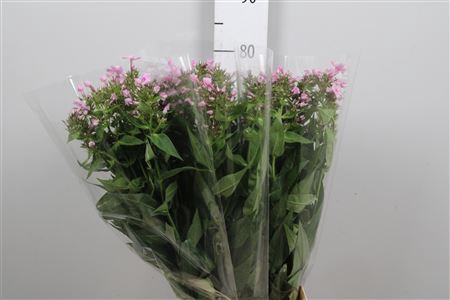 <h4>Phlox P Sweet Lexy</h4>