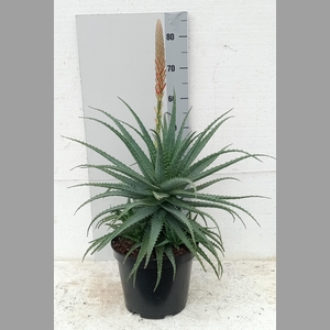 ALOE ARBORESCENS