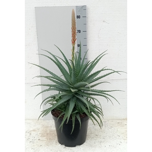 ALOE ARBORESCENS