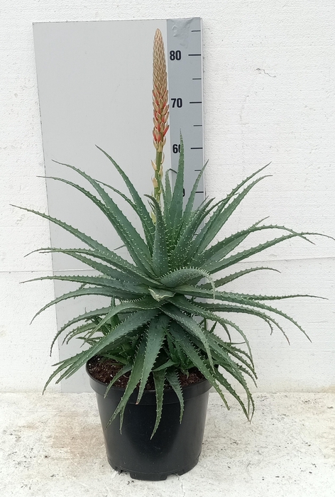 <h4>ALOE ARBORESCENS</h4>