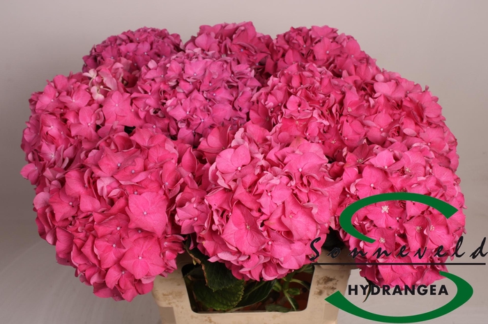 <h4>HYDR M CH RODEO RD</h4>