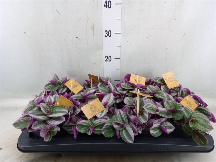 <h4>Tradescantia albif. 'Nanouk'</h4>