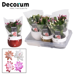 Schlumbergera 10,5 cm - Christmas star - Mix - Decorum