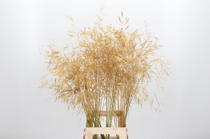 <h4>Stipa Gigantea</h4>