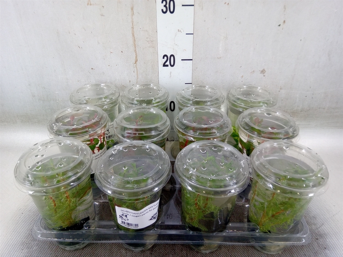 <h4>Aquariumplanten   ...mix</h4>