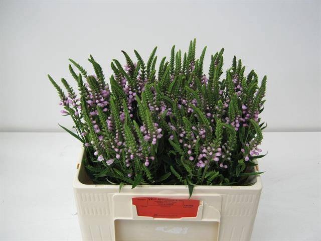 <h4>Physo Virginiana Overig Akershoek</h4>