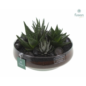 Green Bottle Iris Large met Haworthia