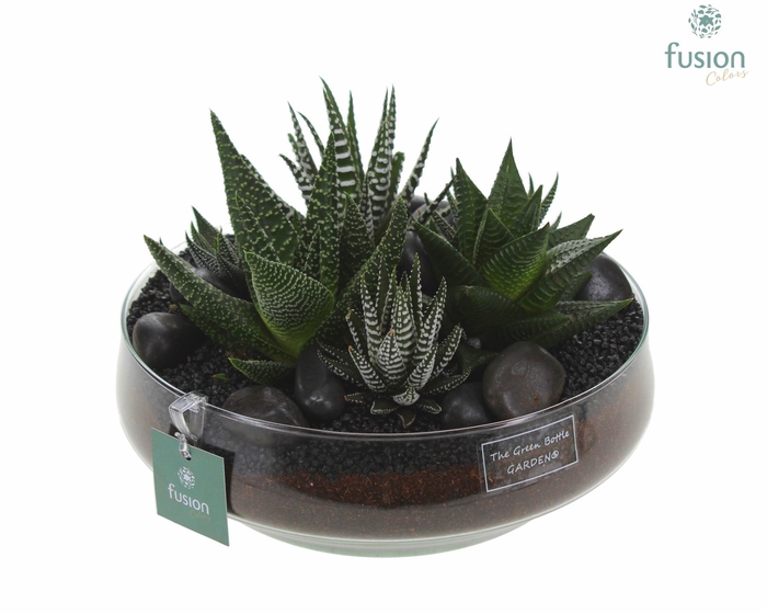 <h4>Green Bottle Iris Large met Haworthia</h4>