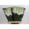 Matthiola Iron White