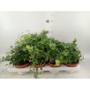Hedera   ...mix