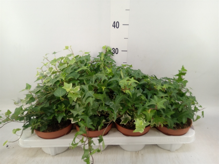 <h4>Hedera   ...mix</h4>