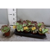 arr8 Kalanchoe Thyrsifl