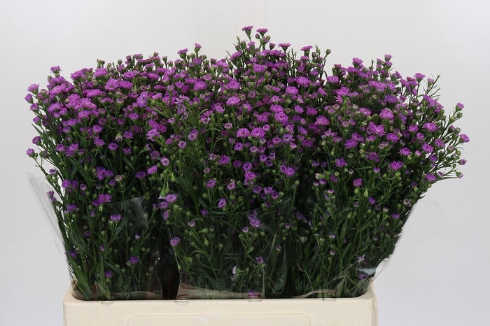 <h4>Aster Baby Pink</h4>