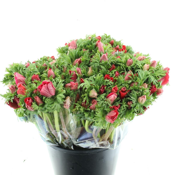 <h4>Anem Co Mar Red</h4>