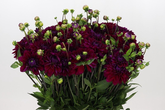 <h4>DAHLIA OVERIG DAHLIA PURPLE HAZE</h4>