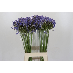 Agapanthus FU 'Blue Heaven'