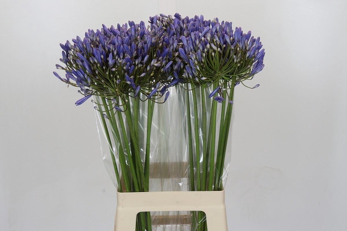 <h4>AGAPANTHUS FU 'BLUE HEAVEN'</h4>