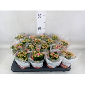 Kalanchoe blos. 'RosDon Nando'