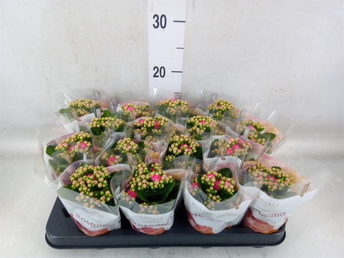 <h4>Kalanchoe blos. 'RosDon Nando'</h4>