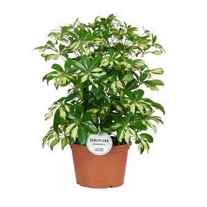 Schefflera Ar Overig 3 toef Gerda