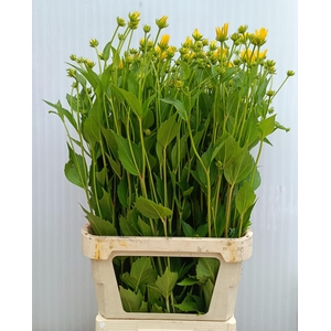 RUDBECKIA NITIDA
