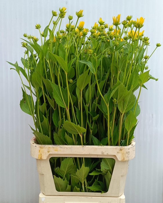 <h4>RUDBECKIA NITIDA</h4>