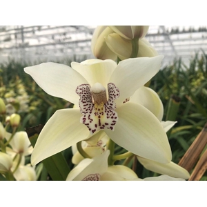 Cymbidium Mini Iris X4 Leekade
