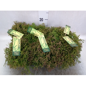 Rhipsalis clavata 'Easy Sweety'